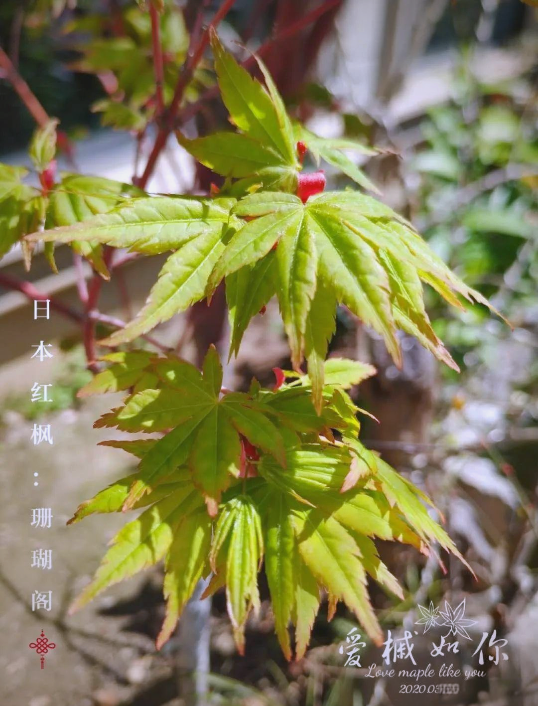 关于日本枫树手机壁纸竖版的信息-第2张图片-太平洋在线下载