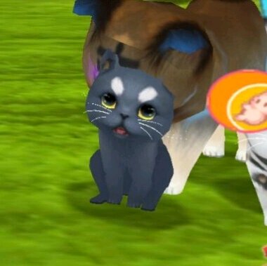 晴天小猫手机版下载(晴天小猫2020年版)