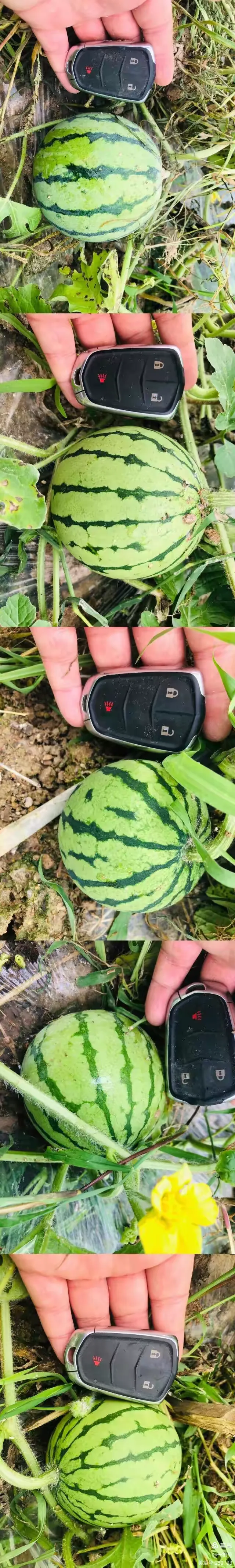 手机版西瓜怎么收益(手机版西瓜视频如何赚钱)
