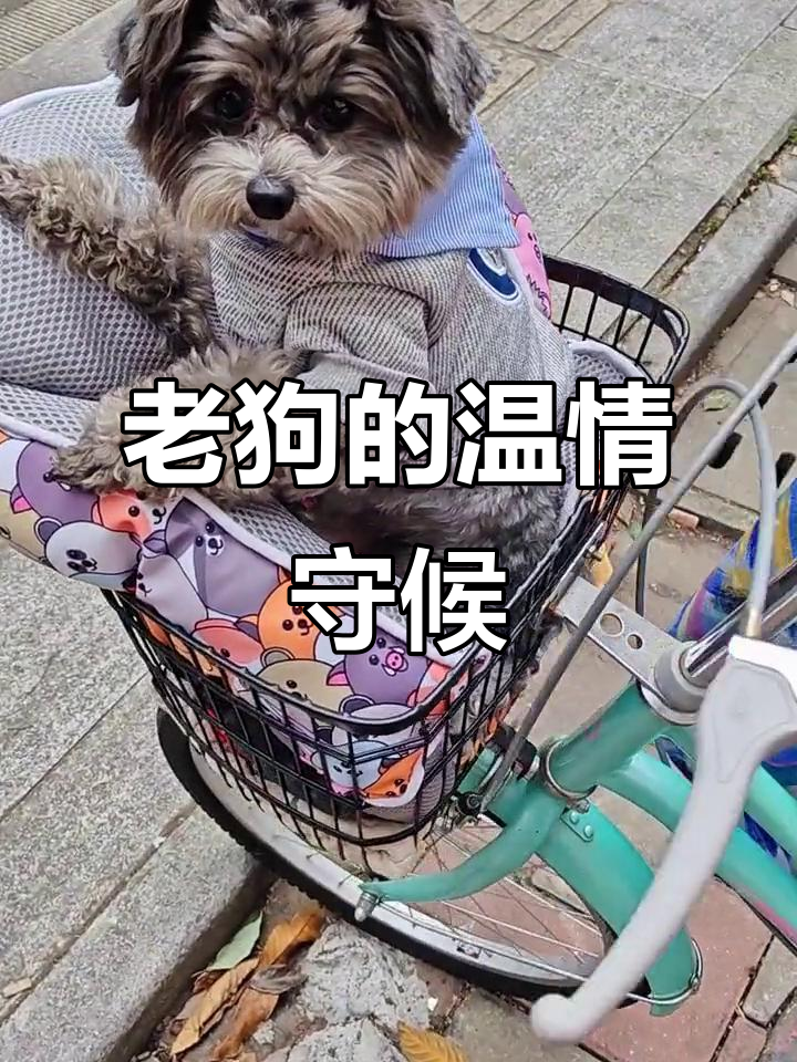 老狗说手机版下载的简单介绍