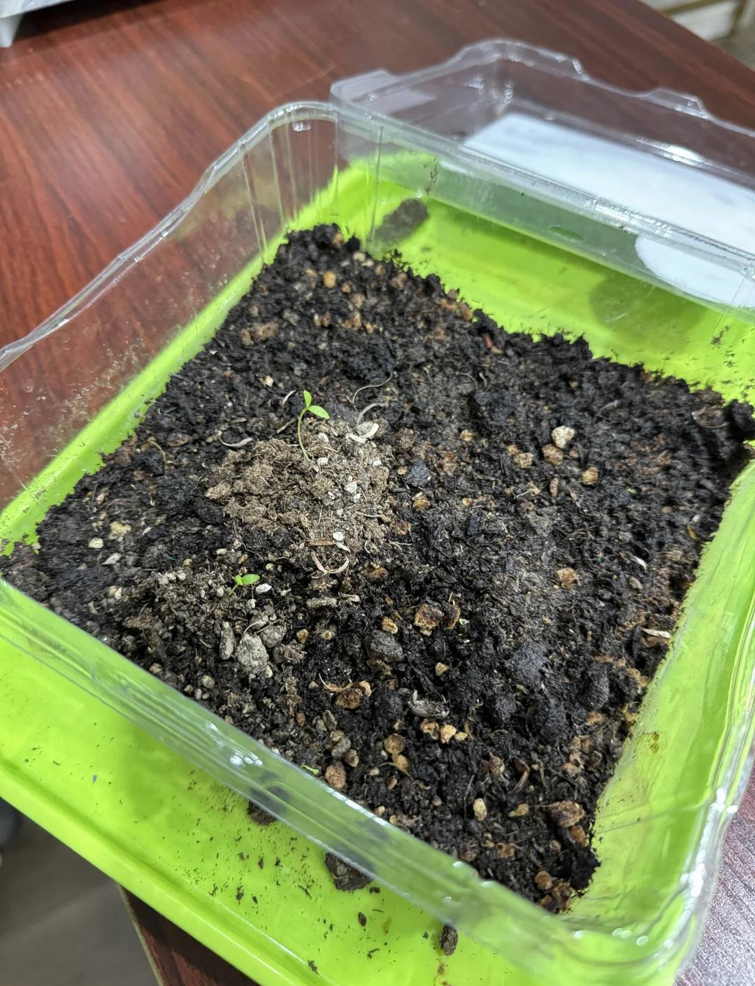 育苗下载手机版(育苗下载手机版app)