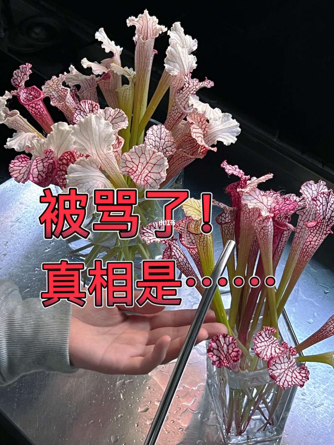 真相手机版(真相内地版全集)