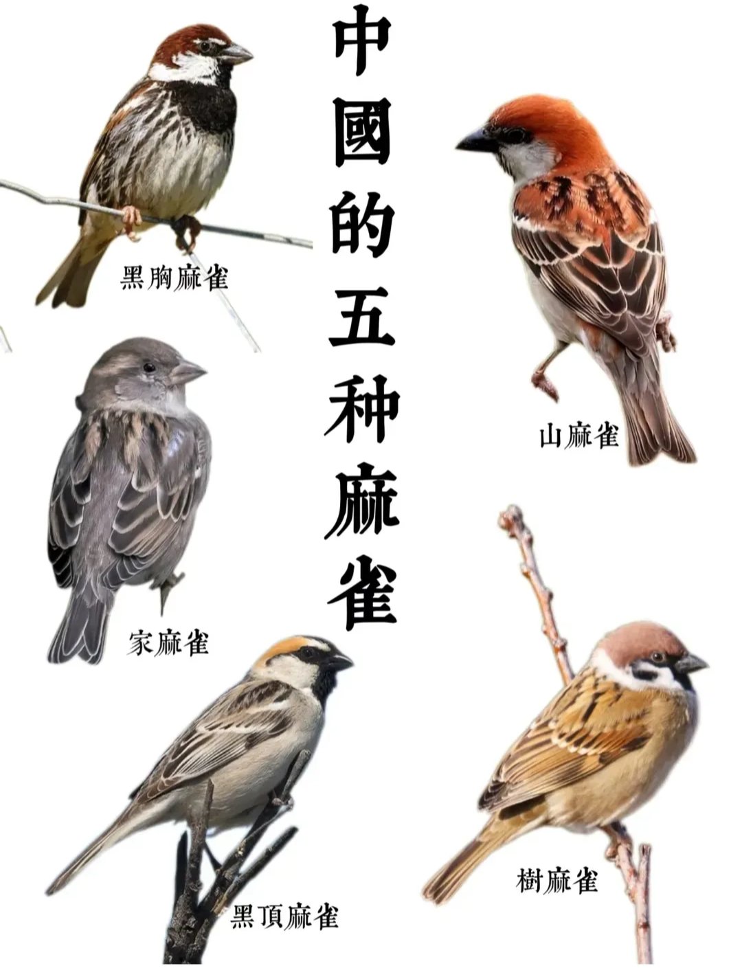 手机版麻雀叫声(手机版麻雀叫声视频)-第2张图片-太平洋在线下载