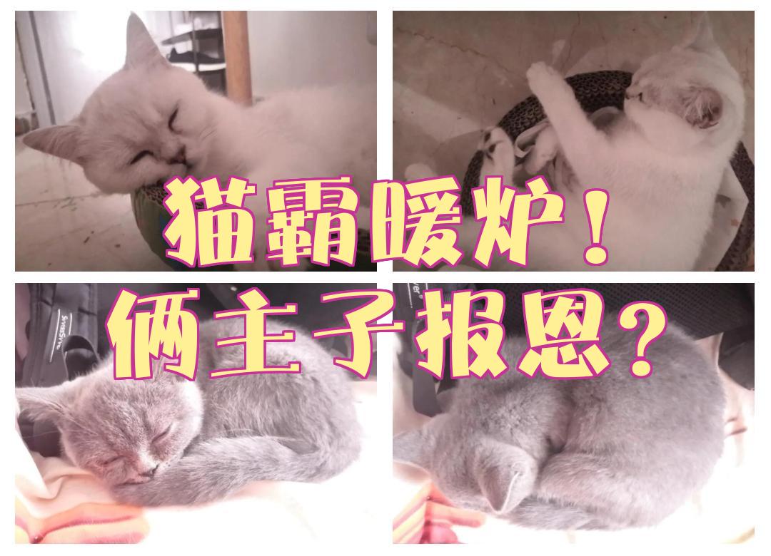 猫霸阁手机版下载破解版(魔改破解版猫咪大作战最新版)-第2张图片-太平洋在线下载