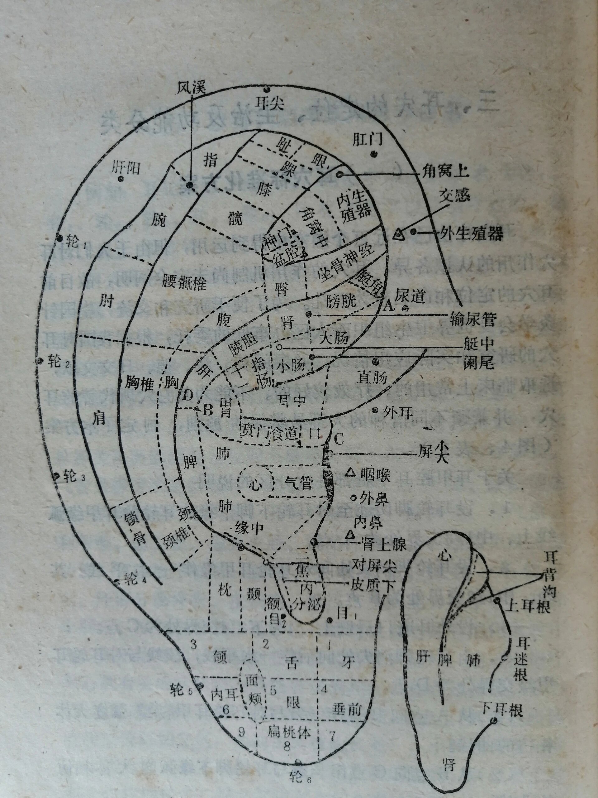 耳部经络全图手机版(耳朵经络图对应的器官)