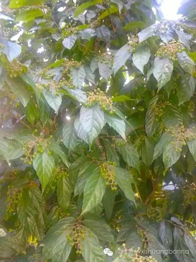 手机版迷你世界种野果(迷你世界里面的野果可以种吗)-第2张图片-太平洋在线下载