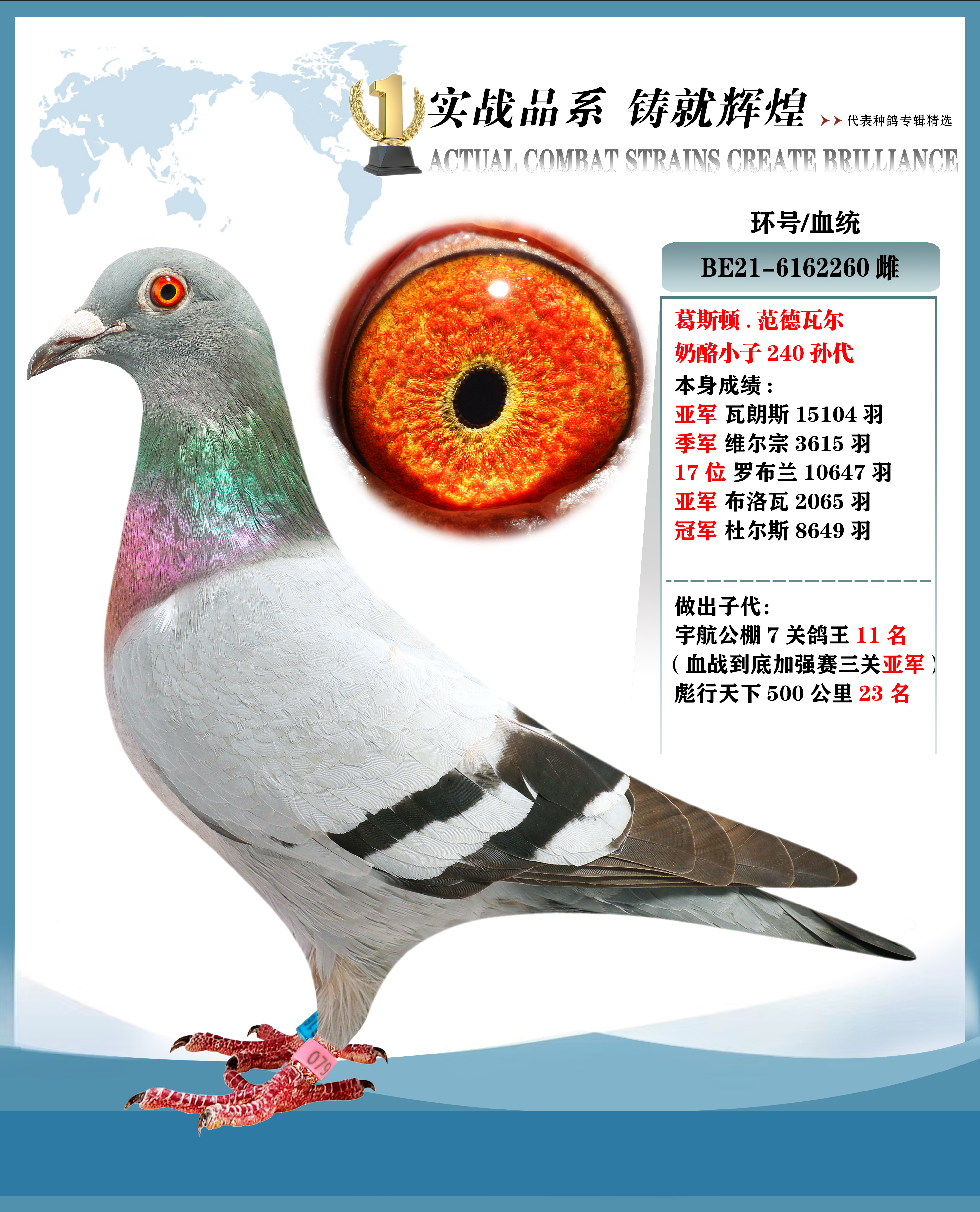 信鸽信息网手机版试机版(信鸽信息网手机版试机版区别)